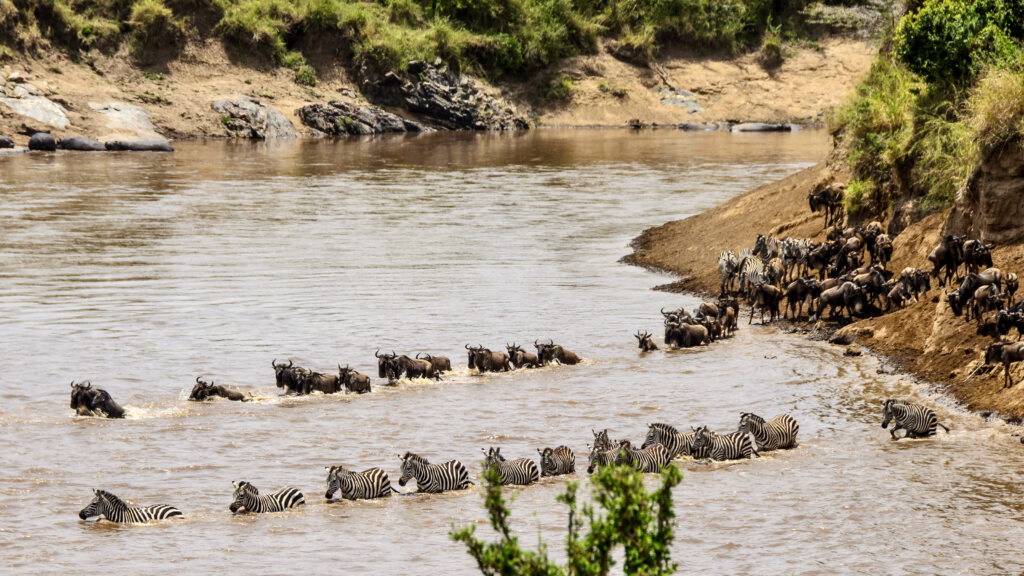northern Serengeti begins, with predators in strategic pursuit and tense river valleys shaping herd movement making it a good time to visit Tanzania.