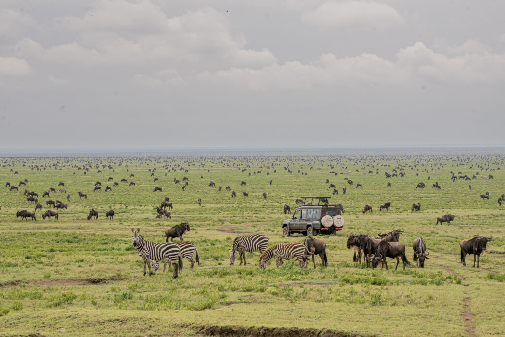 Wildebeest and zebras grazing in Southern Serengeti during calving season with safari vehicle nearby.